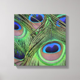 Lienzo Peacock Feathers