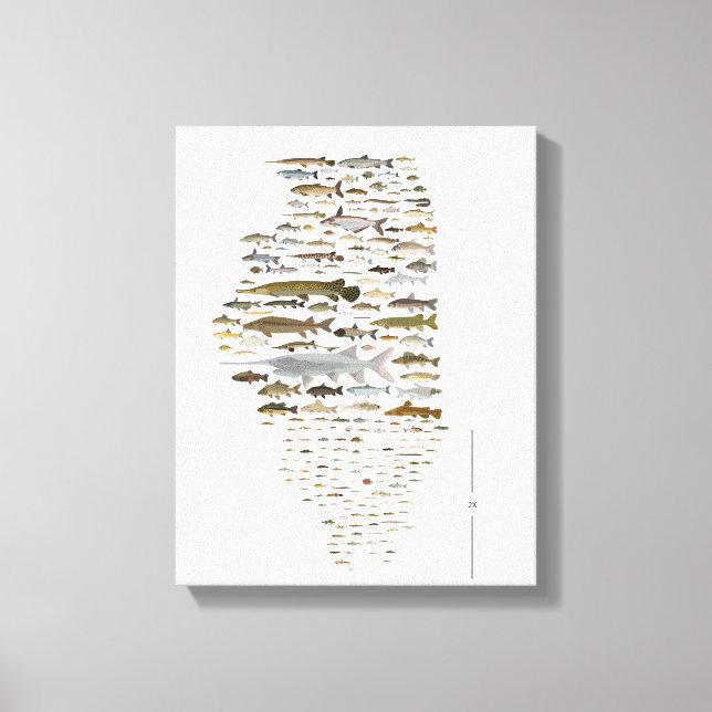 Lienzo Peces del Poster de Illinois (Anverso)