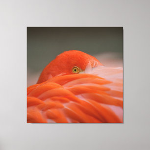 Lienzo Peeking Flamingo