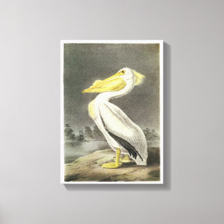 Lienzo Pelican blanco estadounidense por Audubon
