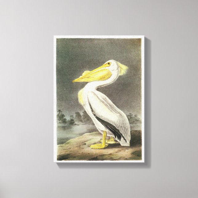 Lienzo Pelican blanco estadounidense por Audubon (Anverso)