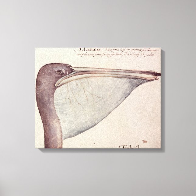 Lienzo Pelican, c.1590 (Anverso)