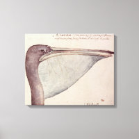Pelican, c.1590