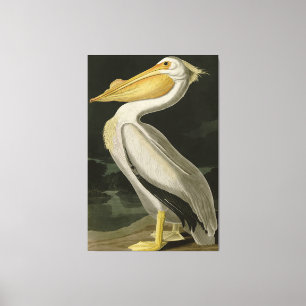 Lienzo Pelícano blanco estadounidense, pájaros de América