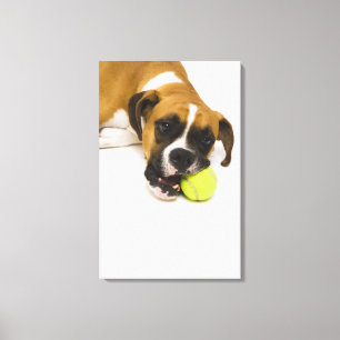 Lienzo Pelota de tenis penetrante del perro