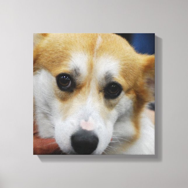 Lienzo Pembroke Welsh Corgi Canvas Print (Anverso)