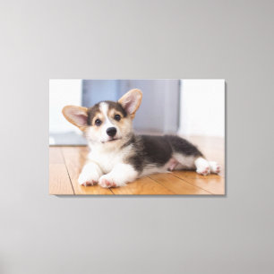 Lienzo Pembroke Welsh Corgi Puppy