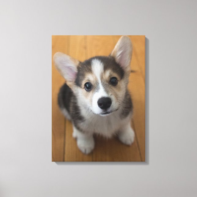 Lienzo Pembroke Welsh Corgi Puppy 3 (Anverso)