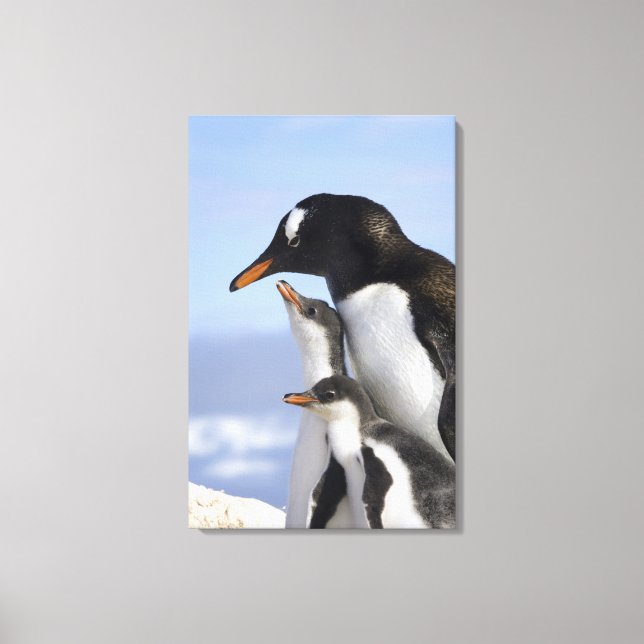 Lienzo Península Antártica, Puerto Neko, Gentoo (Anverso)