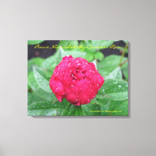 Lienzo Peonie después de la lona envuelta lluvia
