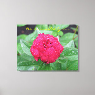 Lienzo Peonie después de la lona envuelta lluvia
