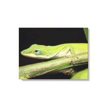 Pequeña Guay Adorable Diversión Verde Anole Lizard