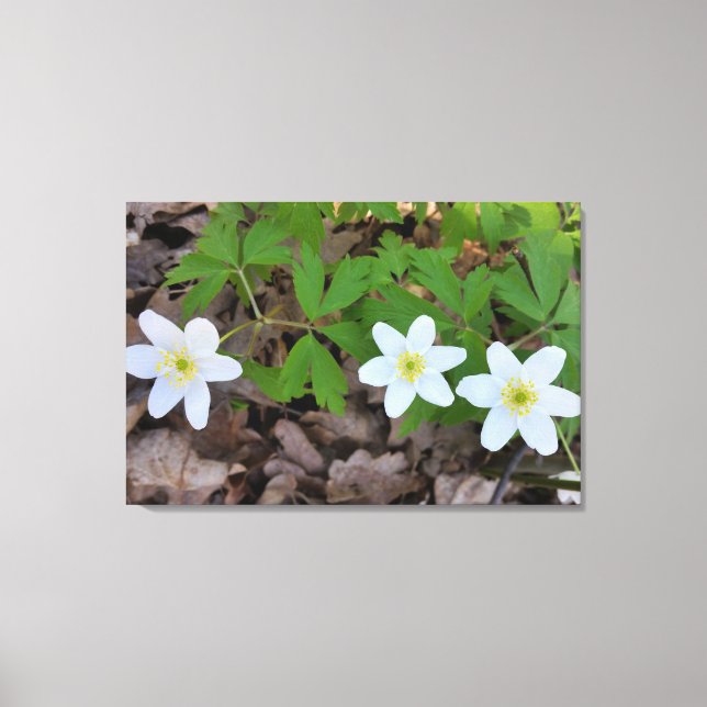 Lienzo pequeñas flores blancas (Anverso)