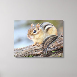 Lienzo Pequeño Chipmunk simplemente adorable