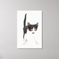 Pequeño gato