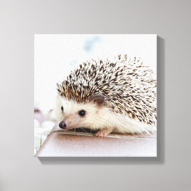 Lienzo Pequeño Hedgehog (Anverso)