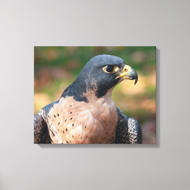 Lienzo Peregrine Falcon Profile (Anverso)