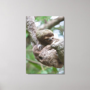 Lienzo Perezoso bebé con madre colgando de un árbol