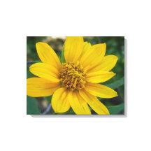 Perfección floral en amarillo Sunshine