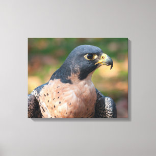 Lienzo Perfil de halcón peregrino