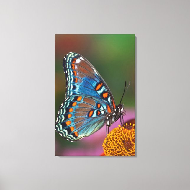 Lienzo Perfil de mariposa en una flor (Anverso)