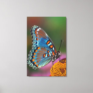 Lienzo Perfil de mariposa en una flor