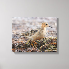 Lienzo Perfil de un Sandpiper con el pecho descubierto en