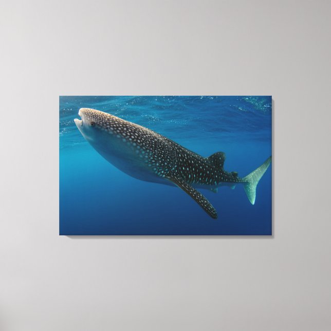Lienzo Perfil de un tiburón ballena, Indonesia (Anverso)