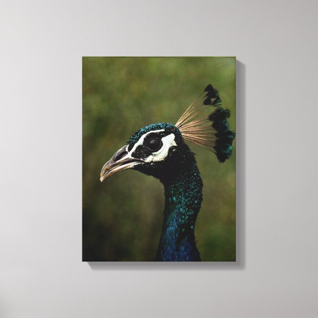 Lienzo Perfil del pavo real (Anverso)