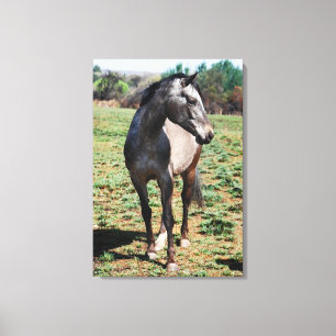 Lienzo Perfil fotográfico de Appaloosa