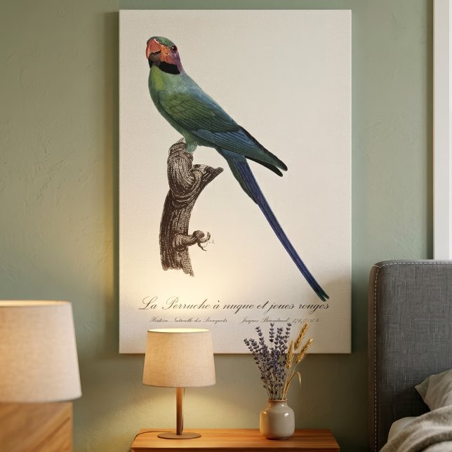 Lienzo Perico Colilargo, Psittacula Longicauda (Long-Tailed Parakeet, Psittacula Longicauda. Canvas Print)