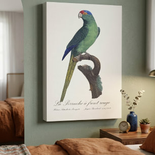 Lienzo Perico Frentianaranjado, Eupsittula Canicularis