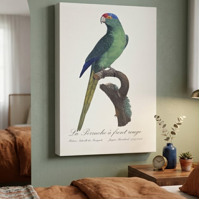 Lienzo Perico Frentianaranjado, Eupsittula Canicularis (Orange-Fronted Parakeet, Eupsittula Canicularis. Canvas Print)