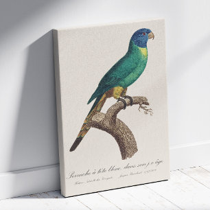 Lienzo Periquito arcoíris juvenil