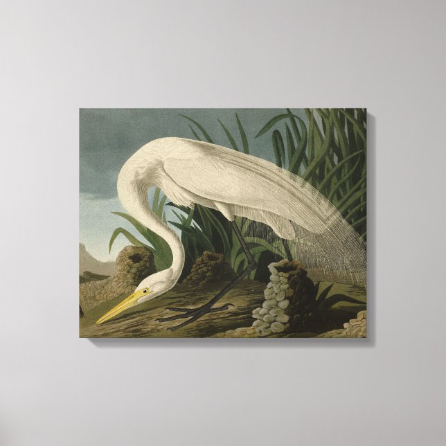 Lienzo Perón blanco, gran hierba, aves auduónicas de Amér (Anverso)