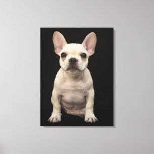 Lienzo Perrito color nata del bulldog francés