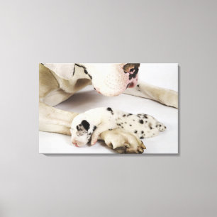 Lienzo Perrito de great dane del Harlequin que duerme en