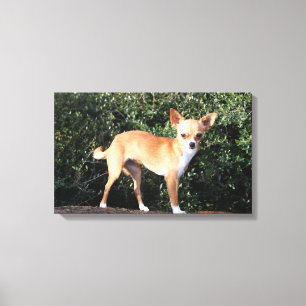 Lienzo Perrito de la chihuahua de la taza de té