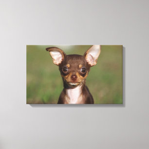 Lienzo Perrito de la chihuahua que mira la cámara
