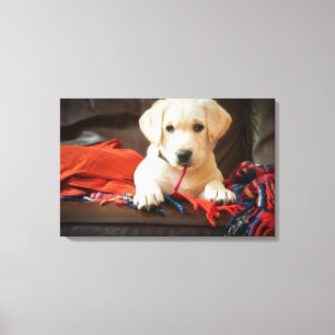 Lienzo Perrito de las imágenes el   de Getty en un sofá