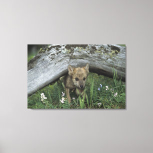 Lienzo Perrito de lobo que va debajo de registro