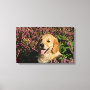 Lienzo Perrito de oro de Retreiver