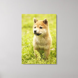 Lienzo perrito de Shiba-ken