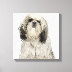 Lienzo Perrito de Terrier tibetano