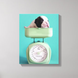 Lienzo Perrito del bulldog francés
