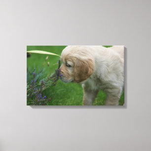 Lienzo Perrito del golden retriever