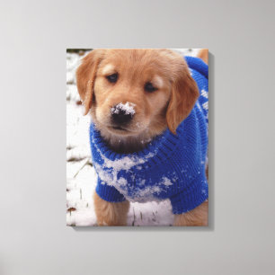 Lienzo Perrito del golden retriever