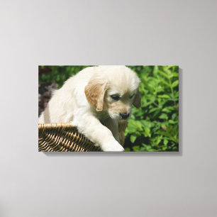 Lienzo Perrito del golden retriever en cesta