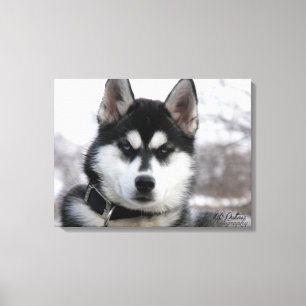 Lienzo Perrito del husky siberiano