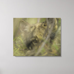 Lienzo Perrito del lobo gris (lupus de Canis) solo,